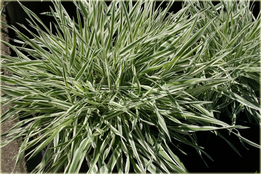 Kłosówka wełnista Holcus lannatus variegata